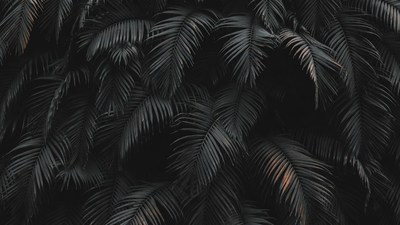 Dark Palm Leaves Closeup