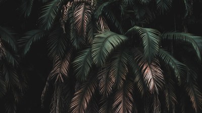 Lush Tropical Palm Leaves