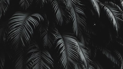 Black Palm Leaves Closeup