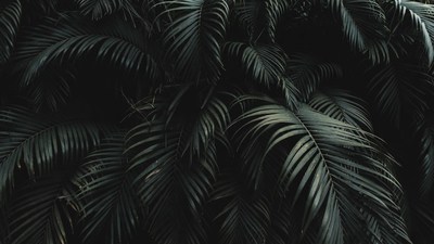 Lush Green Palm Leaves Closeup