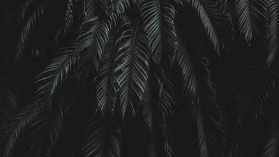 Dark Green Palm Fronds Closeup