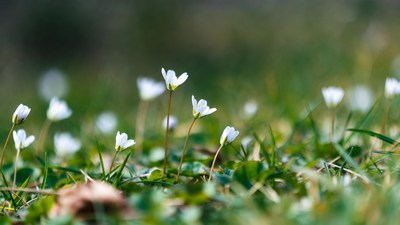 White flowers in green grass