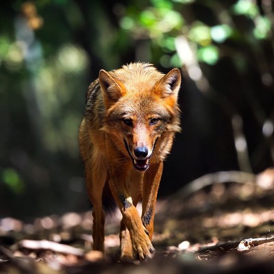 Red fox walking in forest
