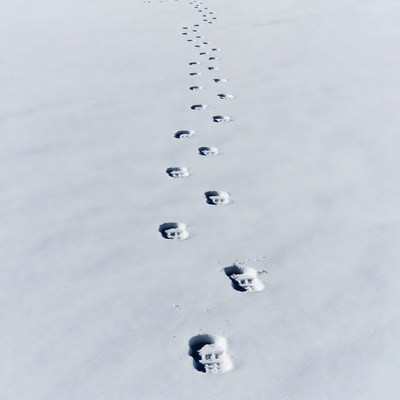Footprints trail in snow