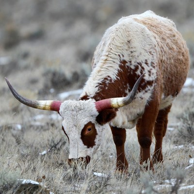 Longhorn Cow Grazing in Snowy Grass
