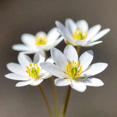 Cluster of White Anemone Flowers