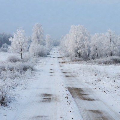 Snowy Road Through Frosted Birch Trees