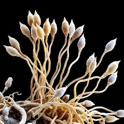 Fungal spores on black background