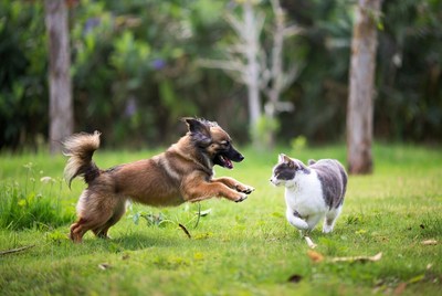Dog chasing cat in grassy forest