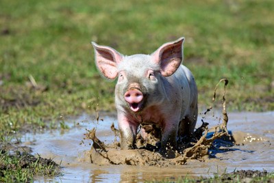 Piglet splashing in mud puddle