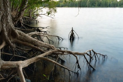 Tree roots in calm lake water