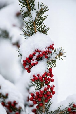 Snow-covered fir branch with red berries