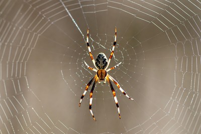 Garden Spider on Web