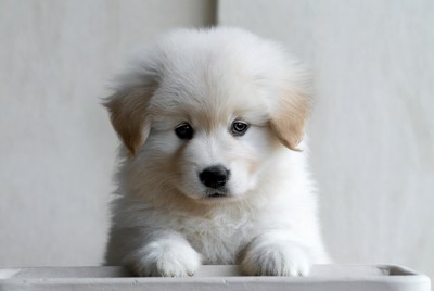 Fluffy white Golden Retriever puppy