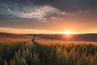 Wheat Field Path at Sunset