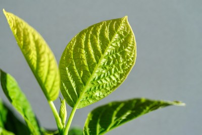 Fresh green plant leaves