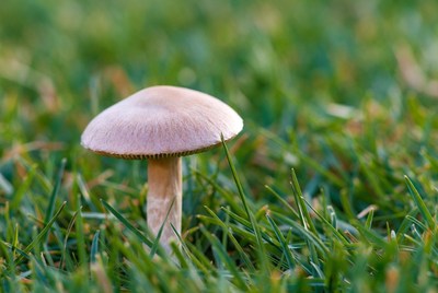 Mushroom growing in green grass