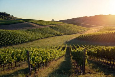 Vineyard Rows at Sunset