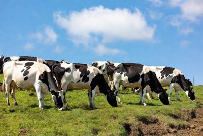 Herd of Holstein cows grazing grass