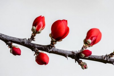 Red flower buds on branch