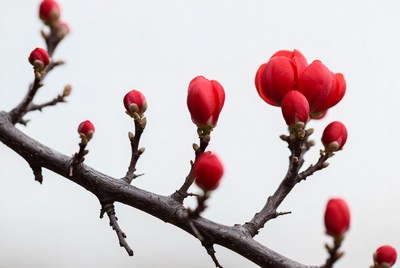 Red Camellia Blossoms on Bare Branches