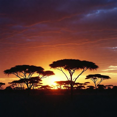 Acacia Trees at Sunset