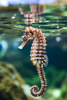 Seahorse underwater with curled tail