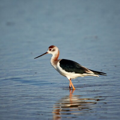Black-winged Stilt standing in water