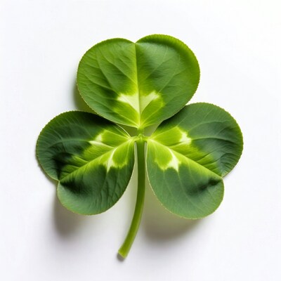 Four-leaf clover on white background