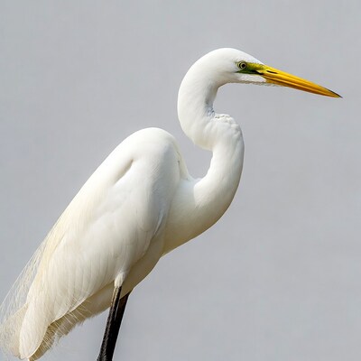 Great Egret with yellow beak