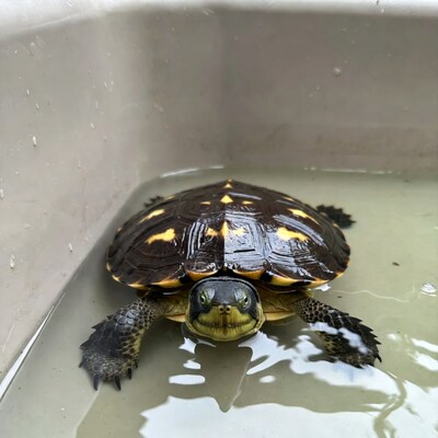 Diamondback Terrapin in shallow water