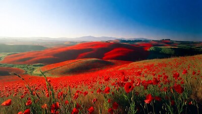 Red Poppy Fields on Rolling Hills