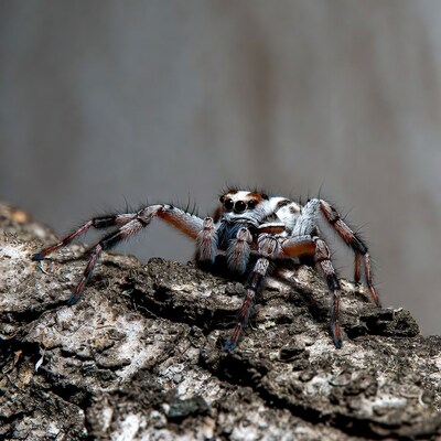 Jumping Spider on Bark