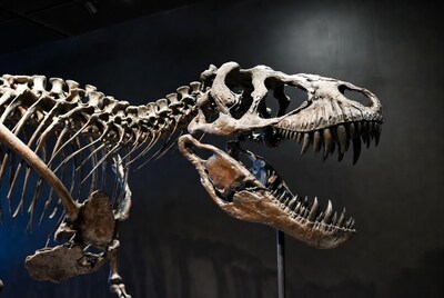 Tyrannosaurus Rex Skeleton Display