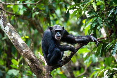 Chimpanzee sitting on tree branch