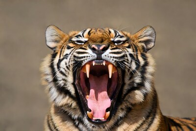 Tiger roaring with open mouth