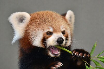 Red Panda Eating Bamboo