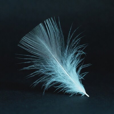 White feather on black background