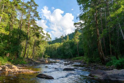Forest River Flowing Through Mountains