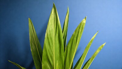 Green plant leaves against blue background