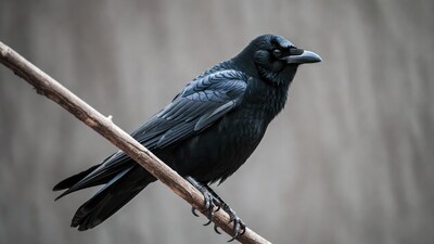 Raven perched on branch