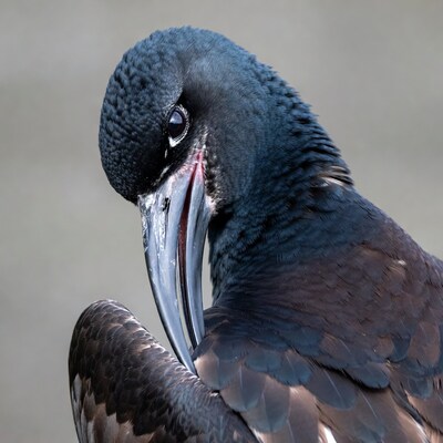 Closeup of Nazca Booby bird