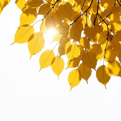 Yellow autumn leaves with sunlight