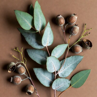 Eucalyptus Leaves and Seed Pods
