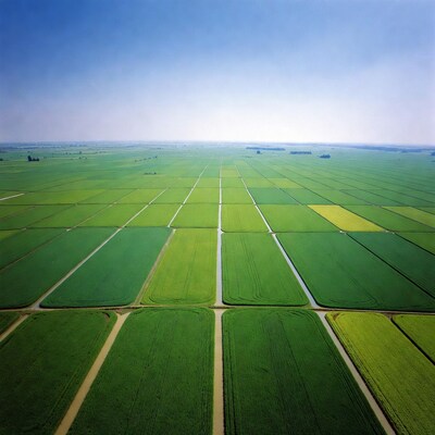 Aerial View of Rice Paddy Fields