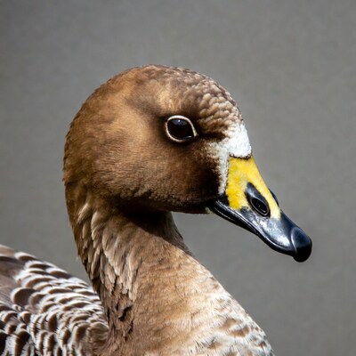 Close-up of brown duck head