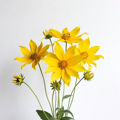 Yellow Mexican Sunflowers on White Background