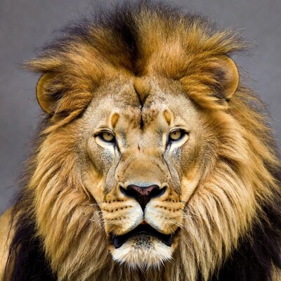 Close-up lion face with mane