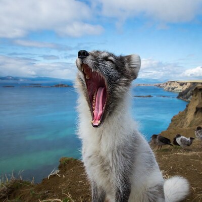 Arctic Fox Yawning on Cliff Over Ocean