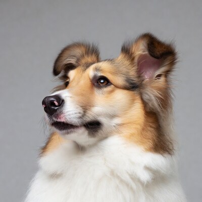Collie dog profile on gray background
